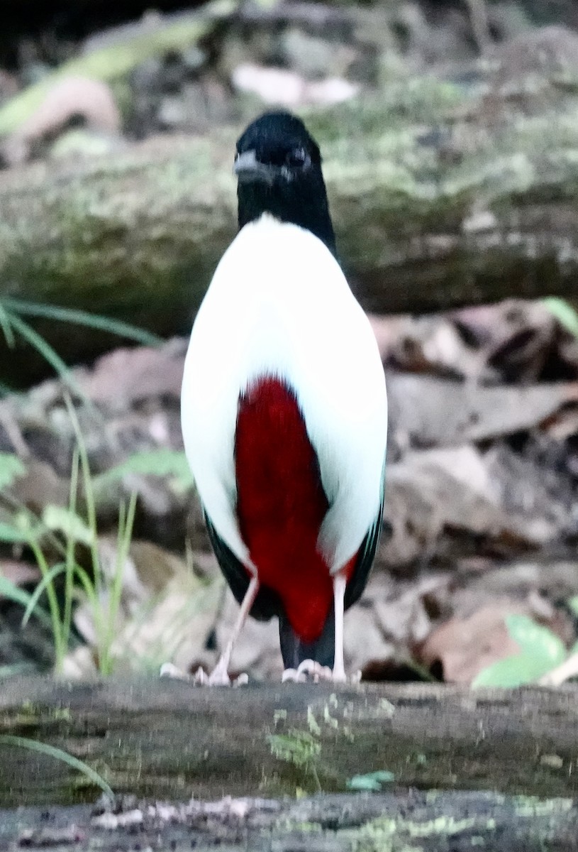 Піта-велетень (підвид maxima) - ML644827512