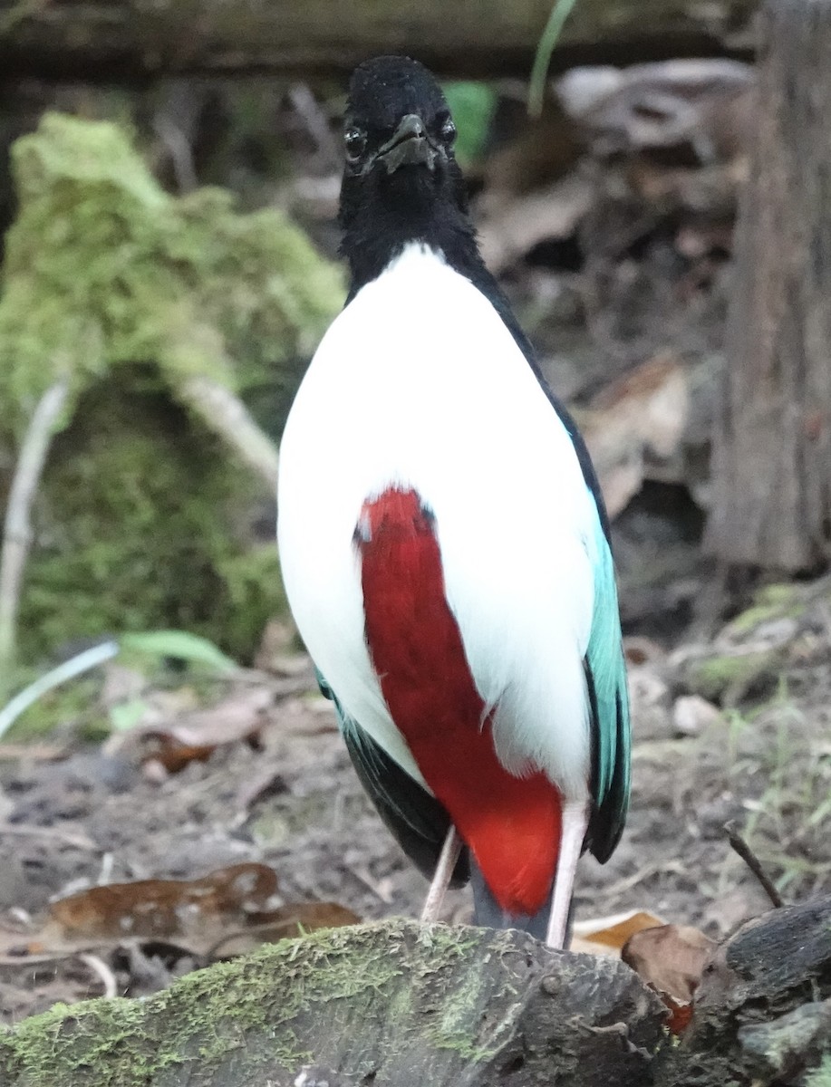 Піта-велетень (підвид maxima) - ML644827513