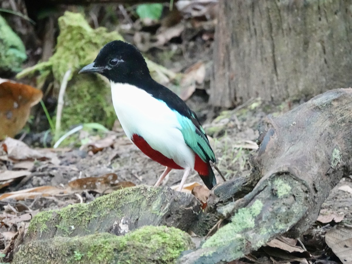 Піта-велетень (підвид maxima) - ML644827514