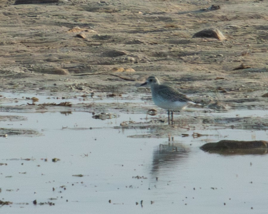 ダイゼン - ML644827521