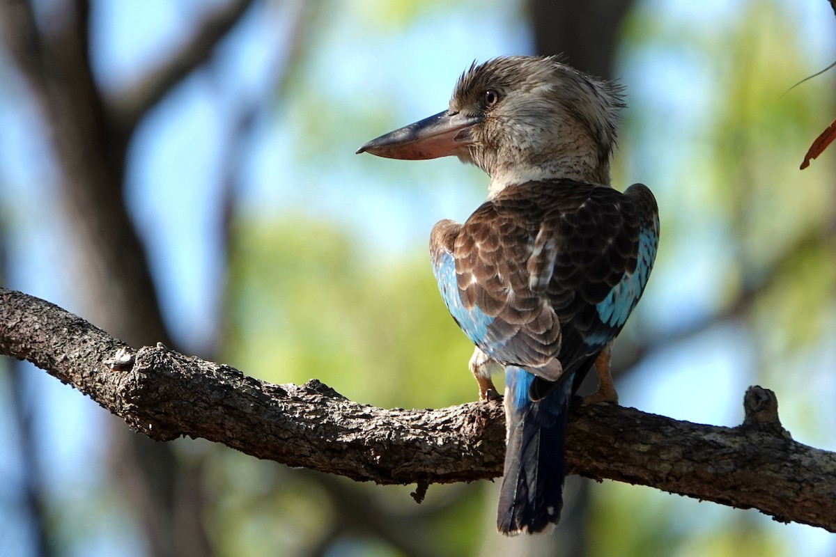 Blue-winged Kookaburra - ML644827527