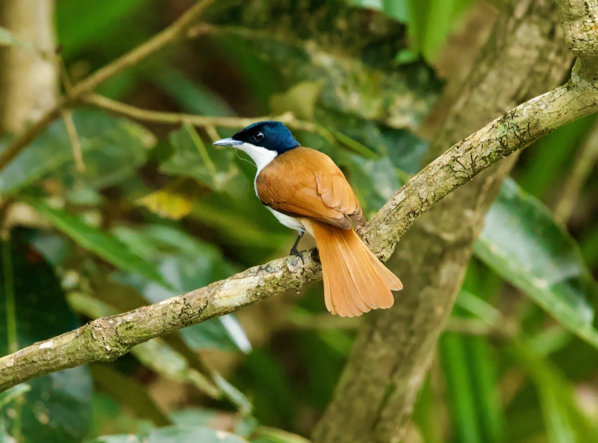 Monarca Reluciente - ML644827552