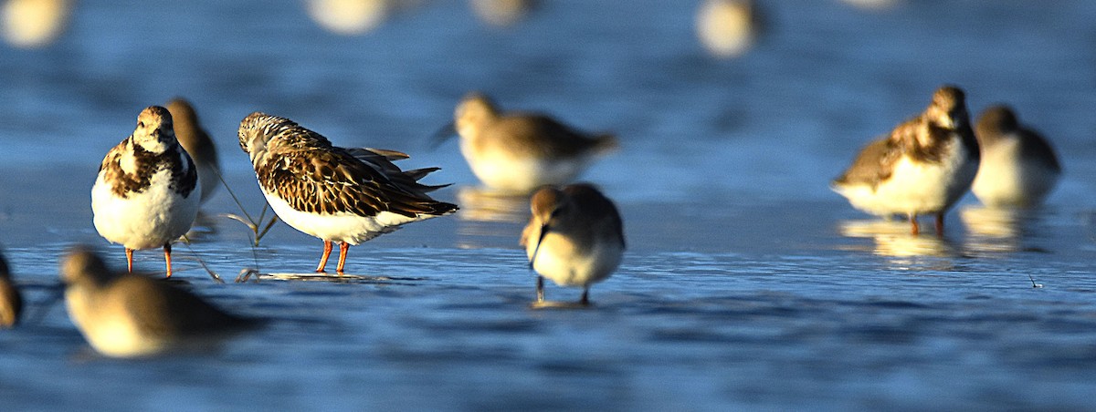 Voltapietre - ML644827559