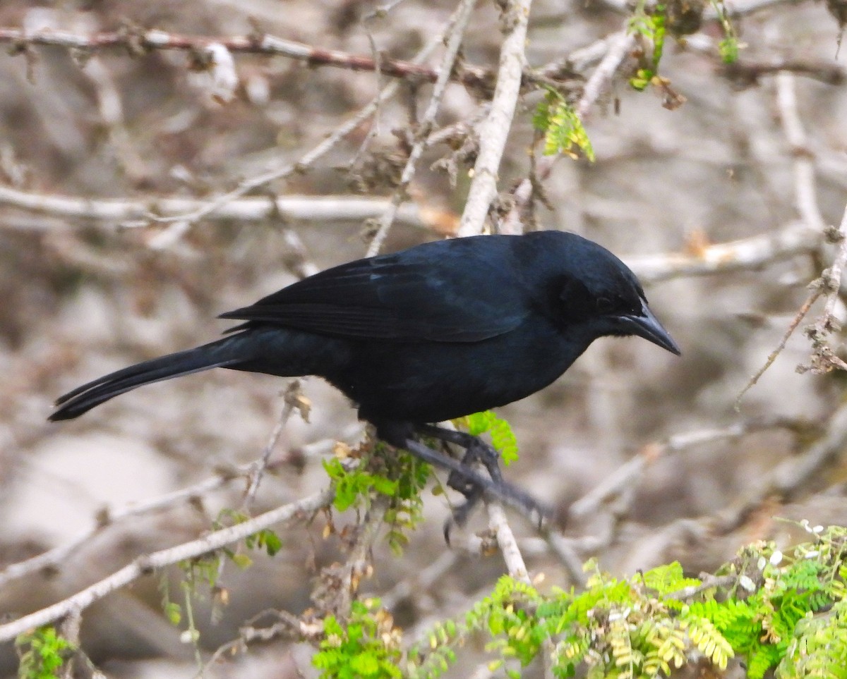 Scrub Blackbird - ML644827560