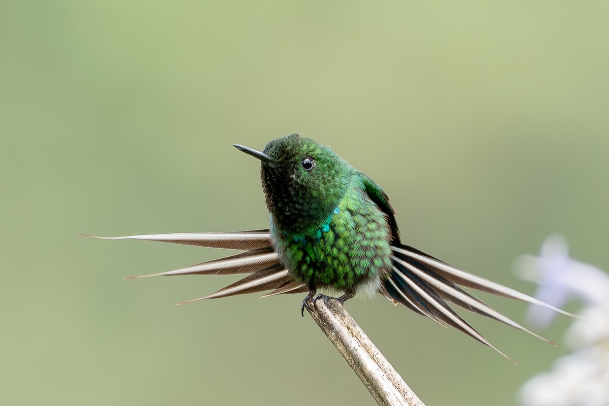Green Thorntail - ML644827568