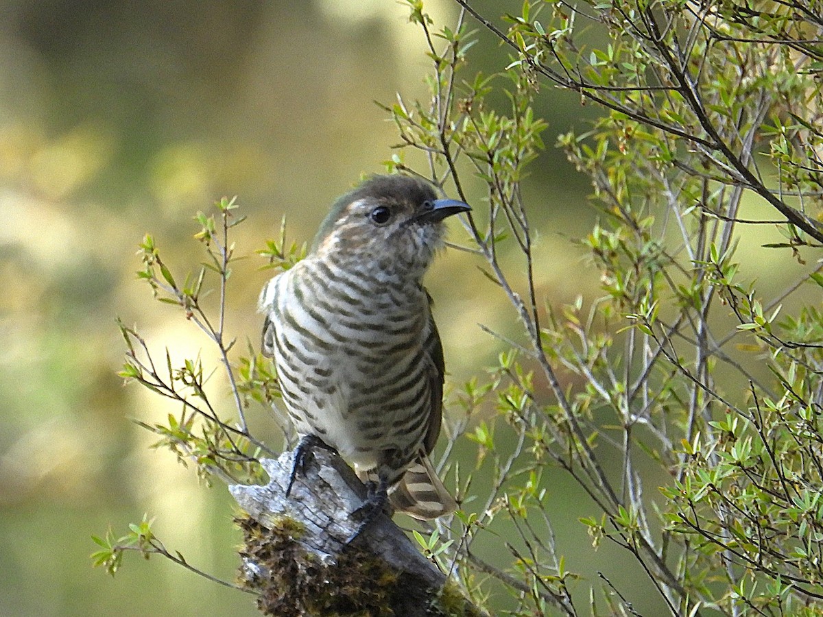 Shining Bronze-Cuckoo - ML644827574