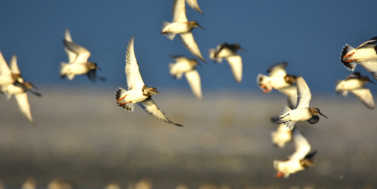 Voltapietre - ML644827593