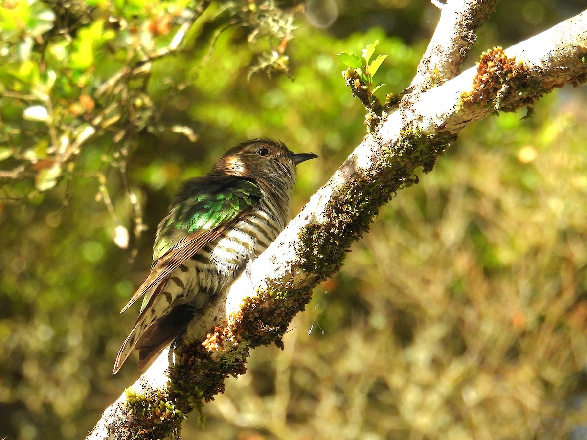 Shining Bronze-Cuckoo - ML644827598