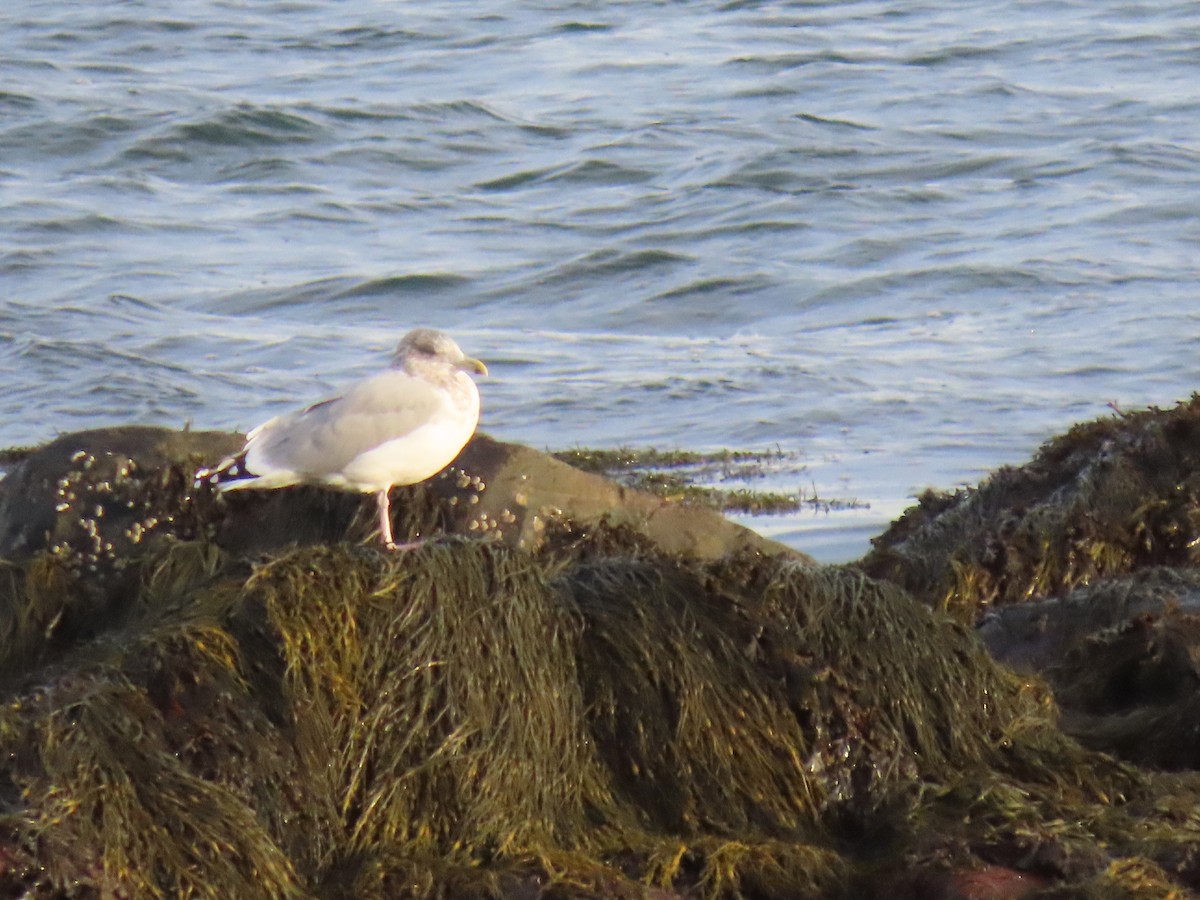 American Herring Gull - ML644827599