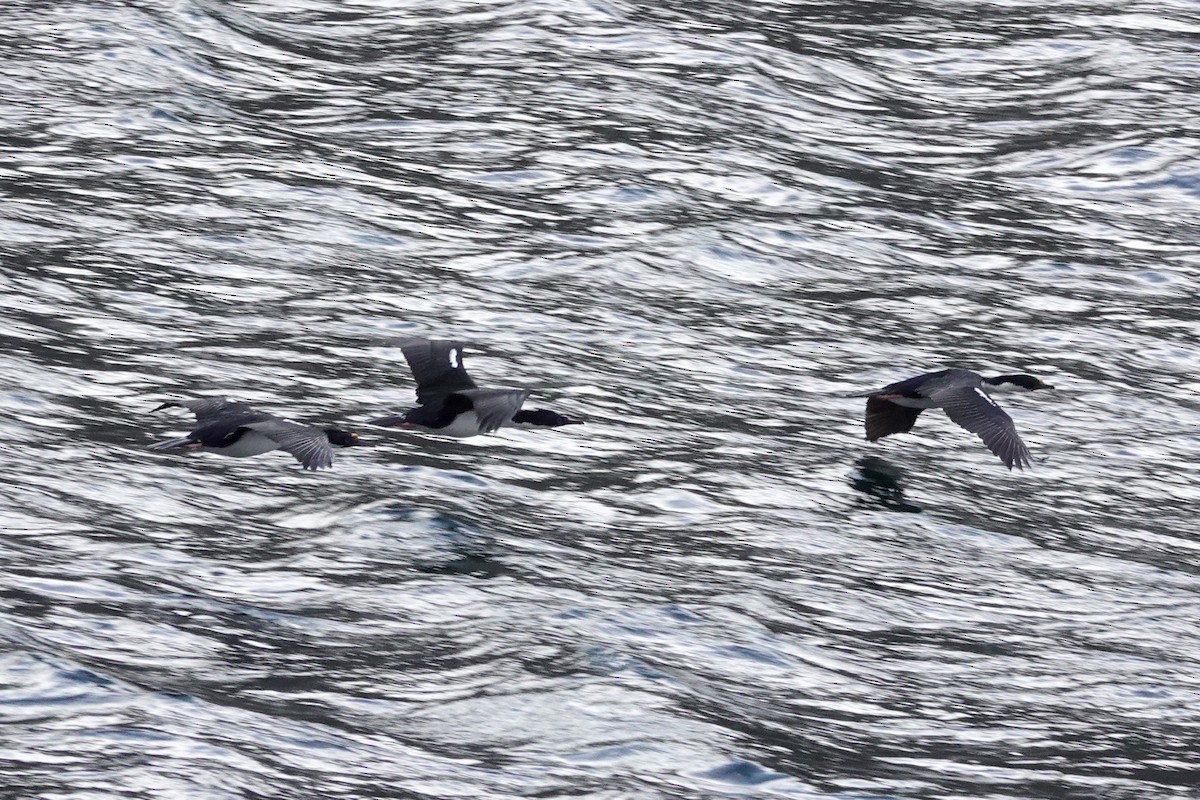 Imperial Cormorant - ML644827604