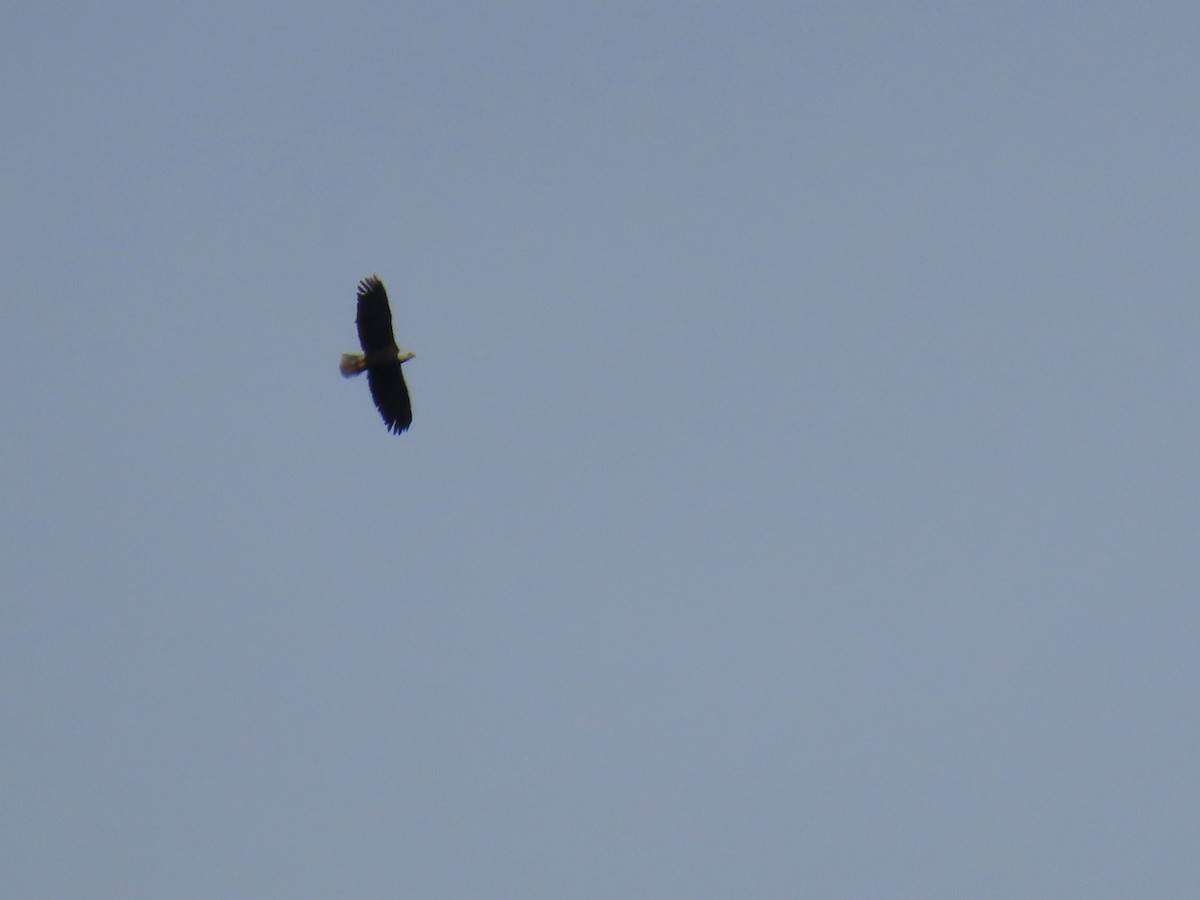 ハクトウワシ - ML644827606