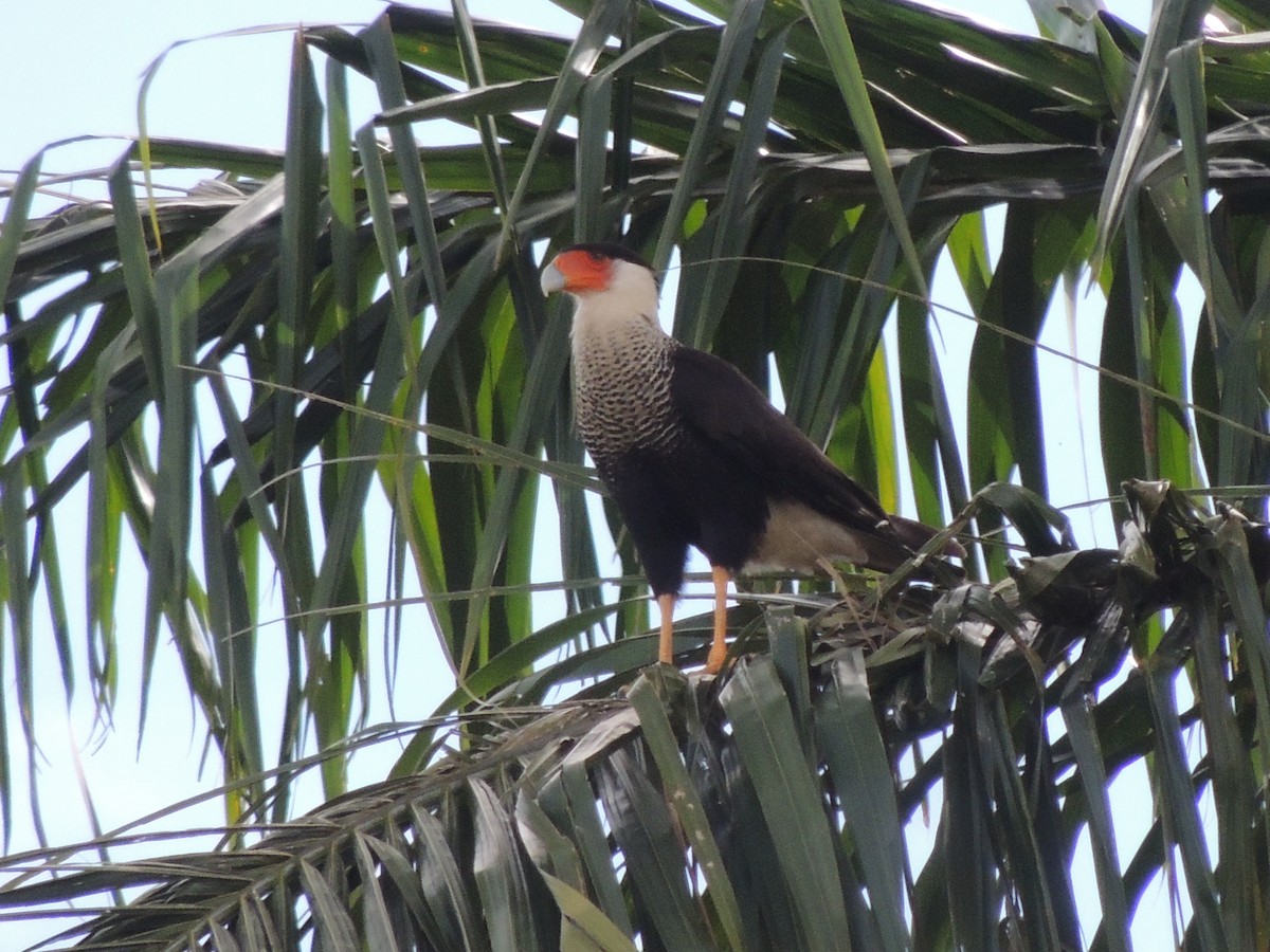 Crested Caracara - ML644827618