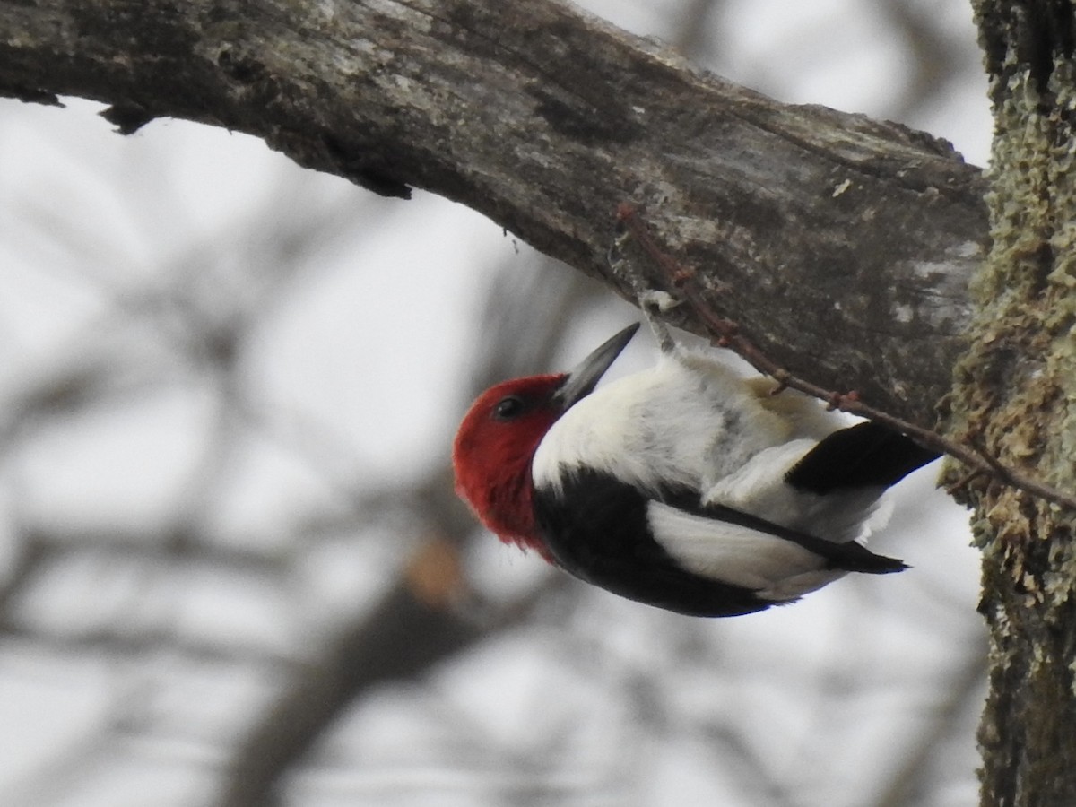 Red-headed Woodpecker - ML644827620