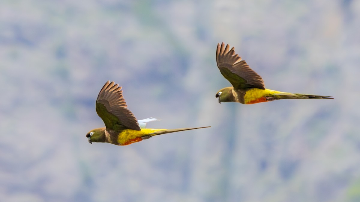 Burrowing Parakeet - ML644827621