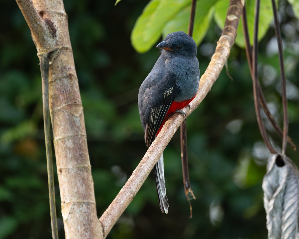 Slaty-tailed Trogon - ML644827622