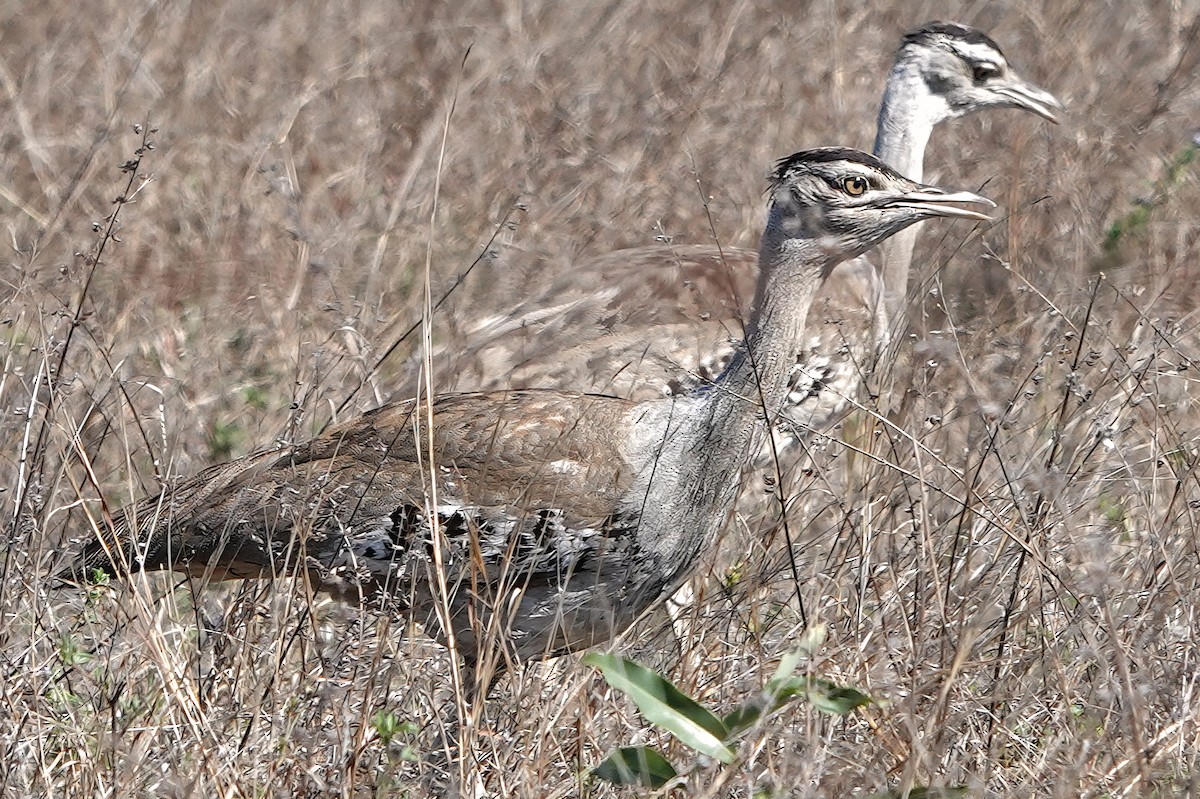 Australian Bustard - ML644827625
