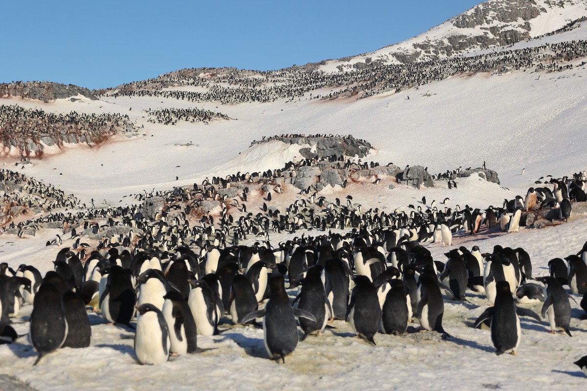Adelie Penguin - ML644827626