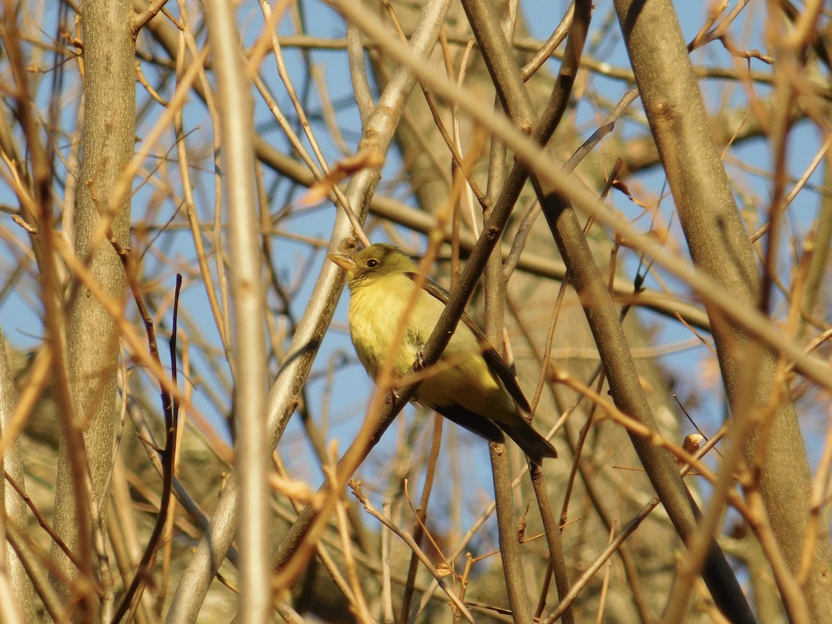 rødpiranga - ML644827627