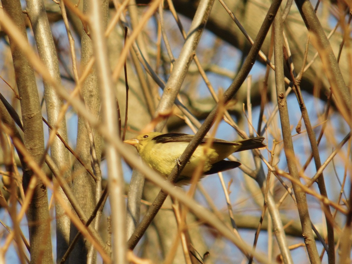 rødpiranga - ML644827628