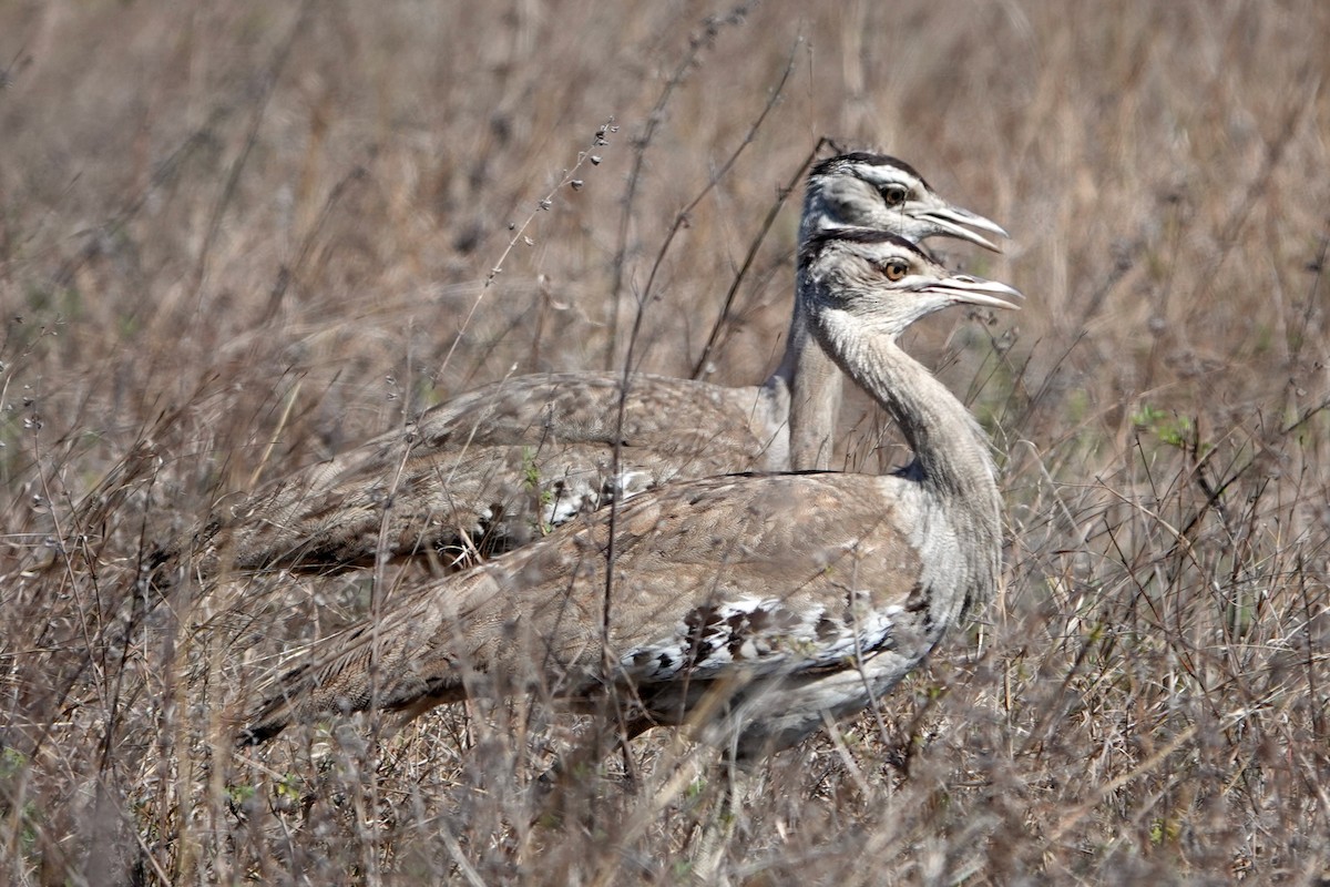 Australian Bustard - ML644827630