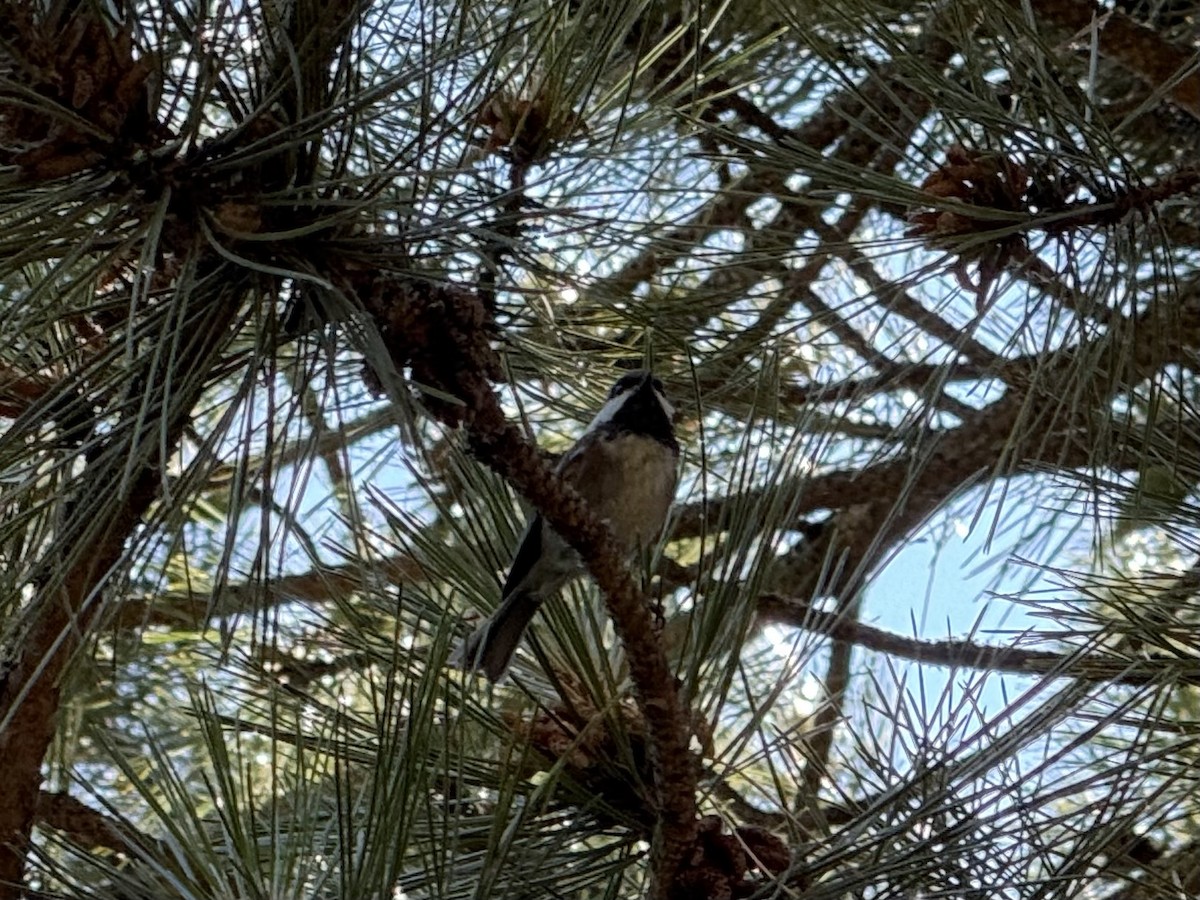 Black-capped Chickadee - ML644827639