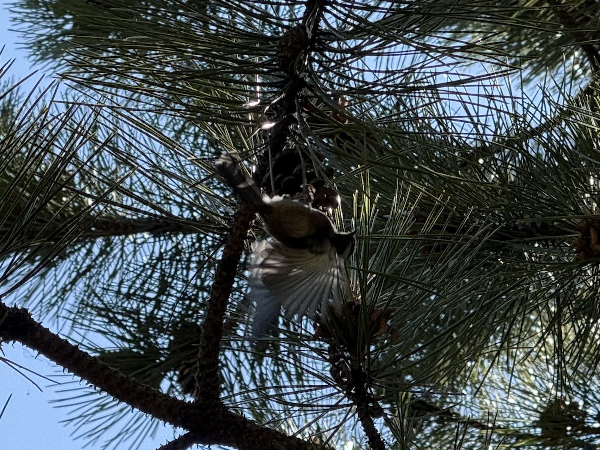 Black-capped Chickadee - ML644827640