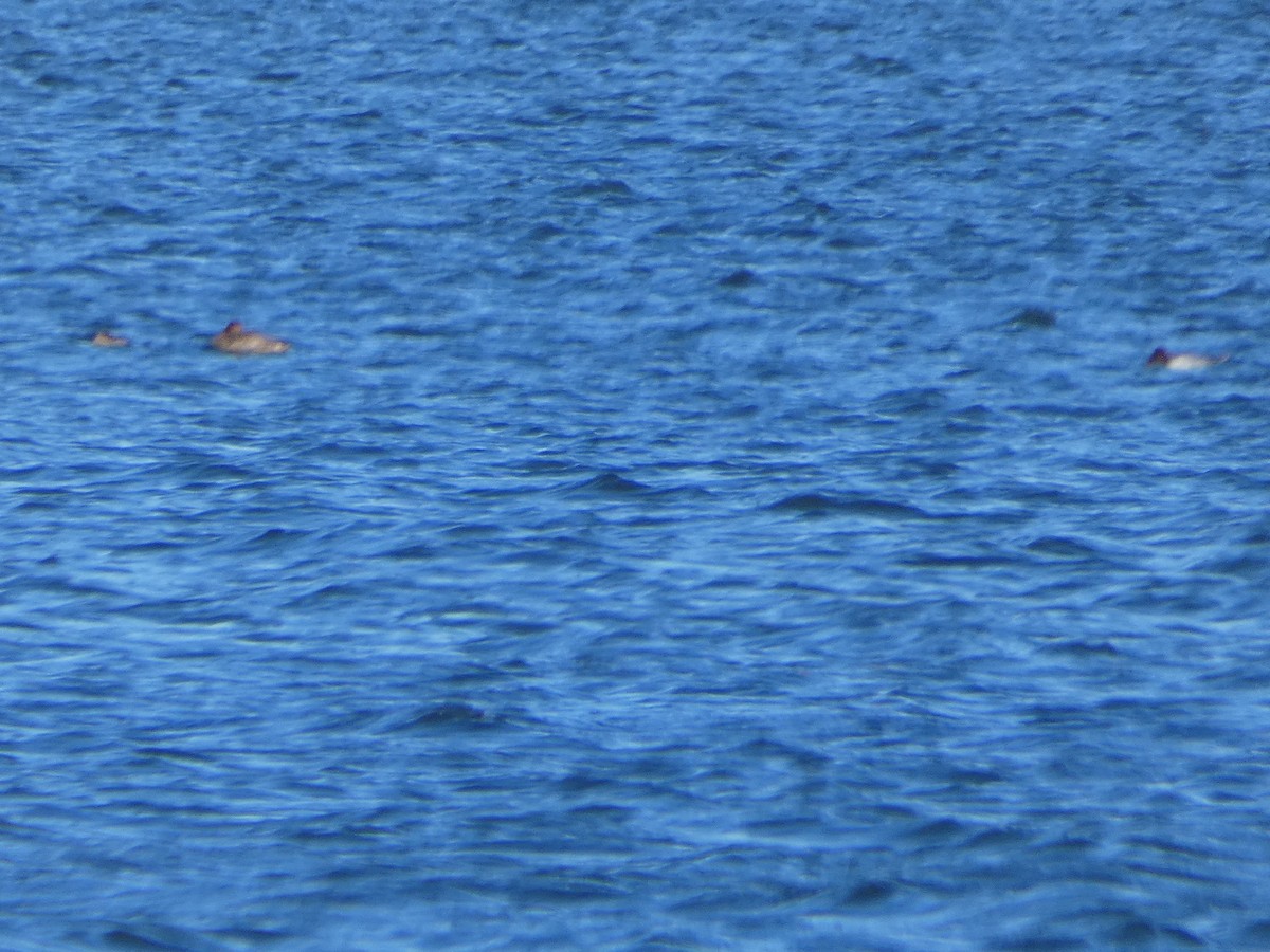 Redhead - ML644827641