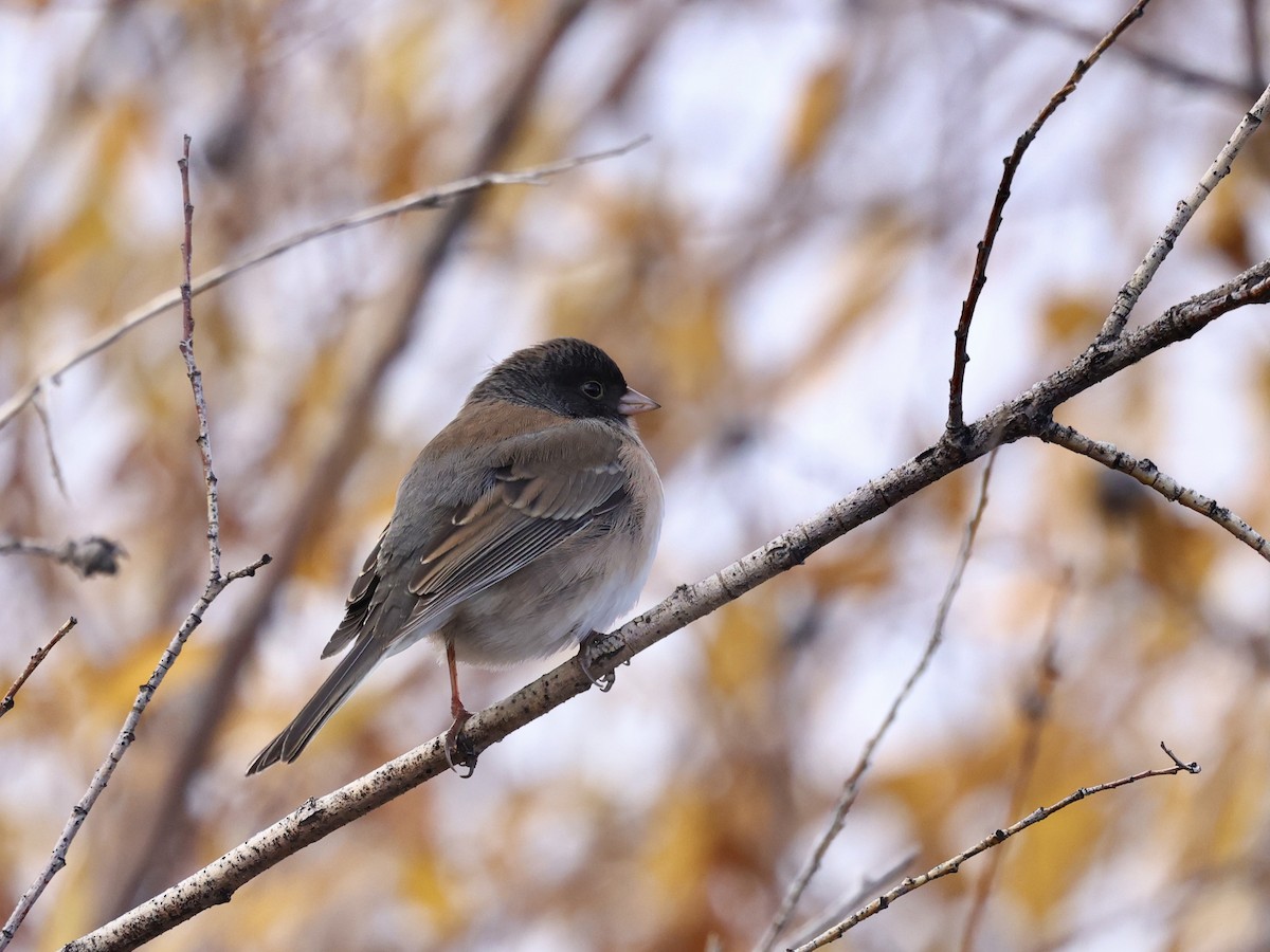 Dark-eyed Junco (Oregon) - ML644827644