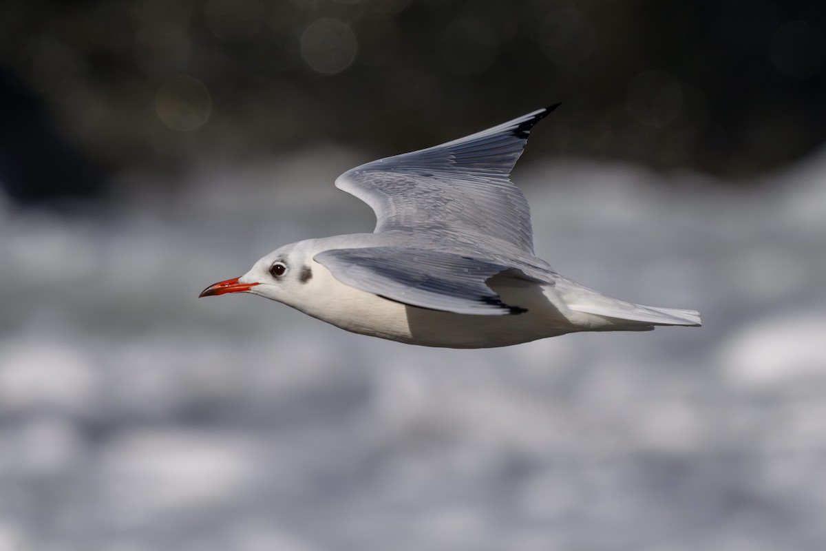 紅嘴鷗 - ML644827645