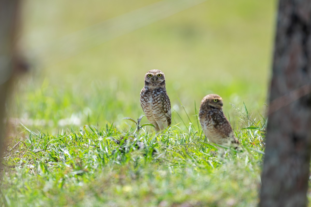 Burrowing Owl - ML644827647