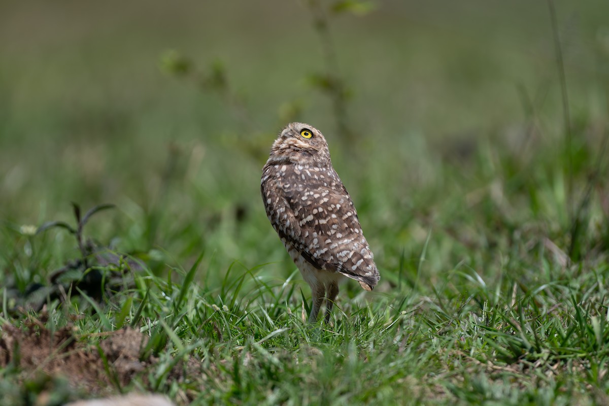 Burrowing Owl - ML644827648