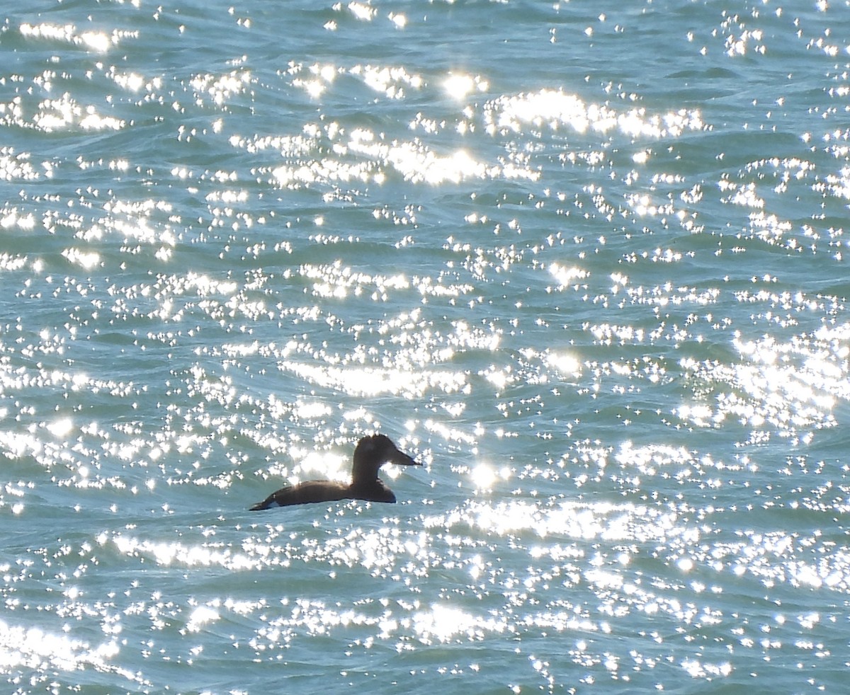 White-winged Scoter - ML644827649
