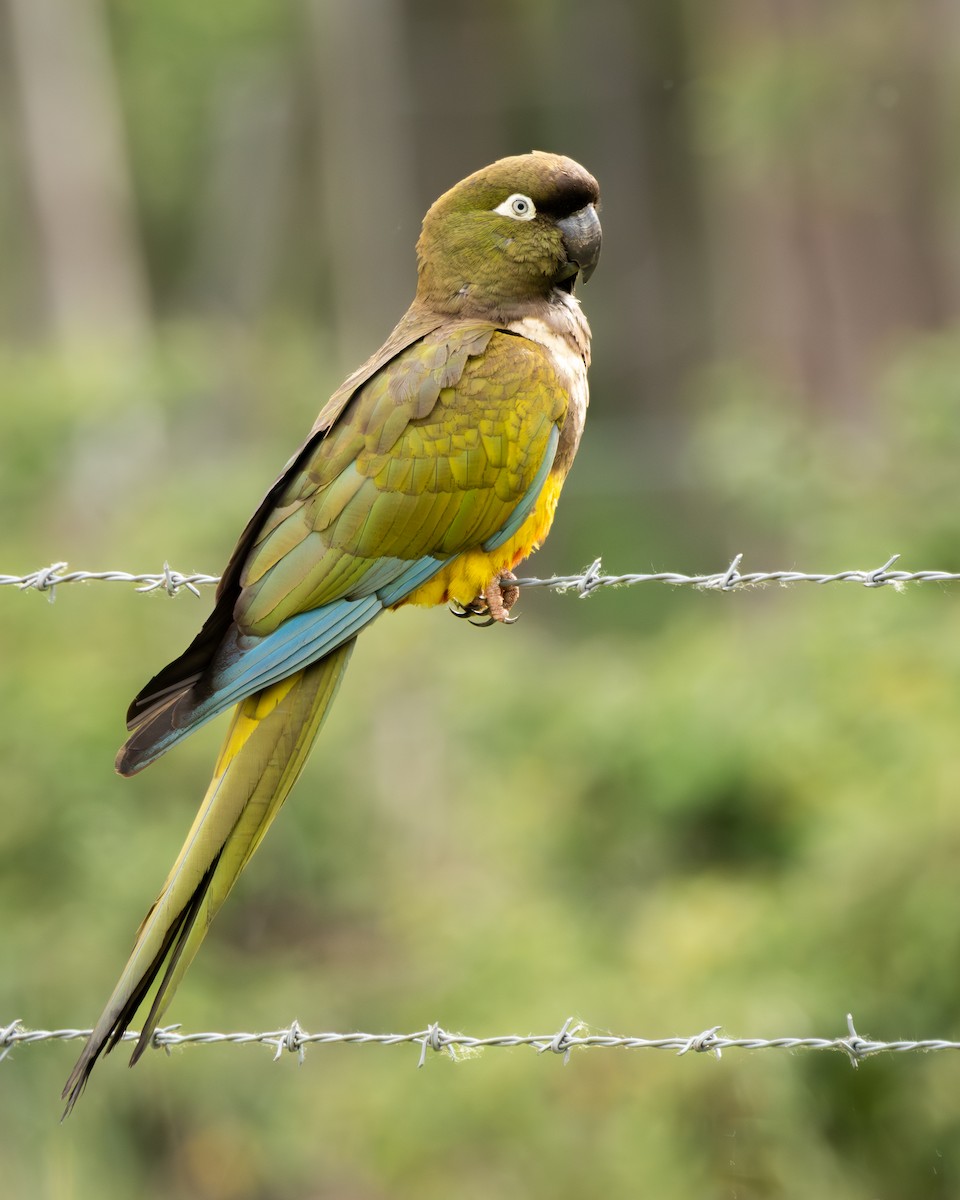 Burrowing Parakeet - ML644827651