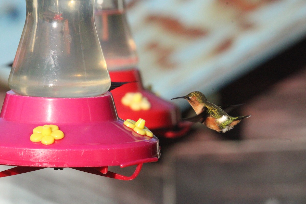 Sparkling-tailed Hummingbird - ML644827652