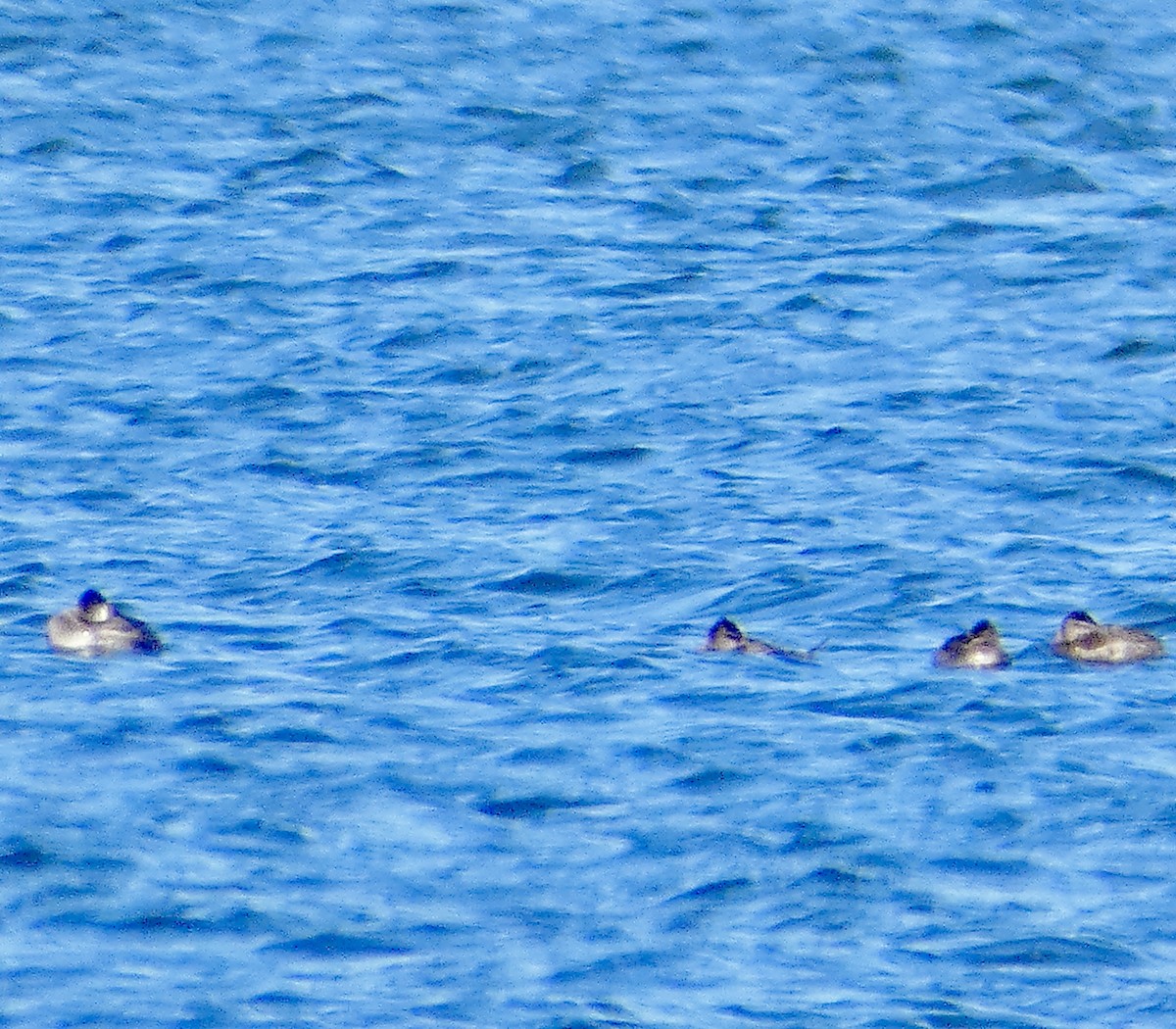 Ruddy Duck - ML644827654