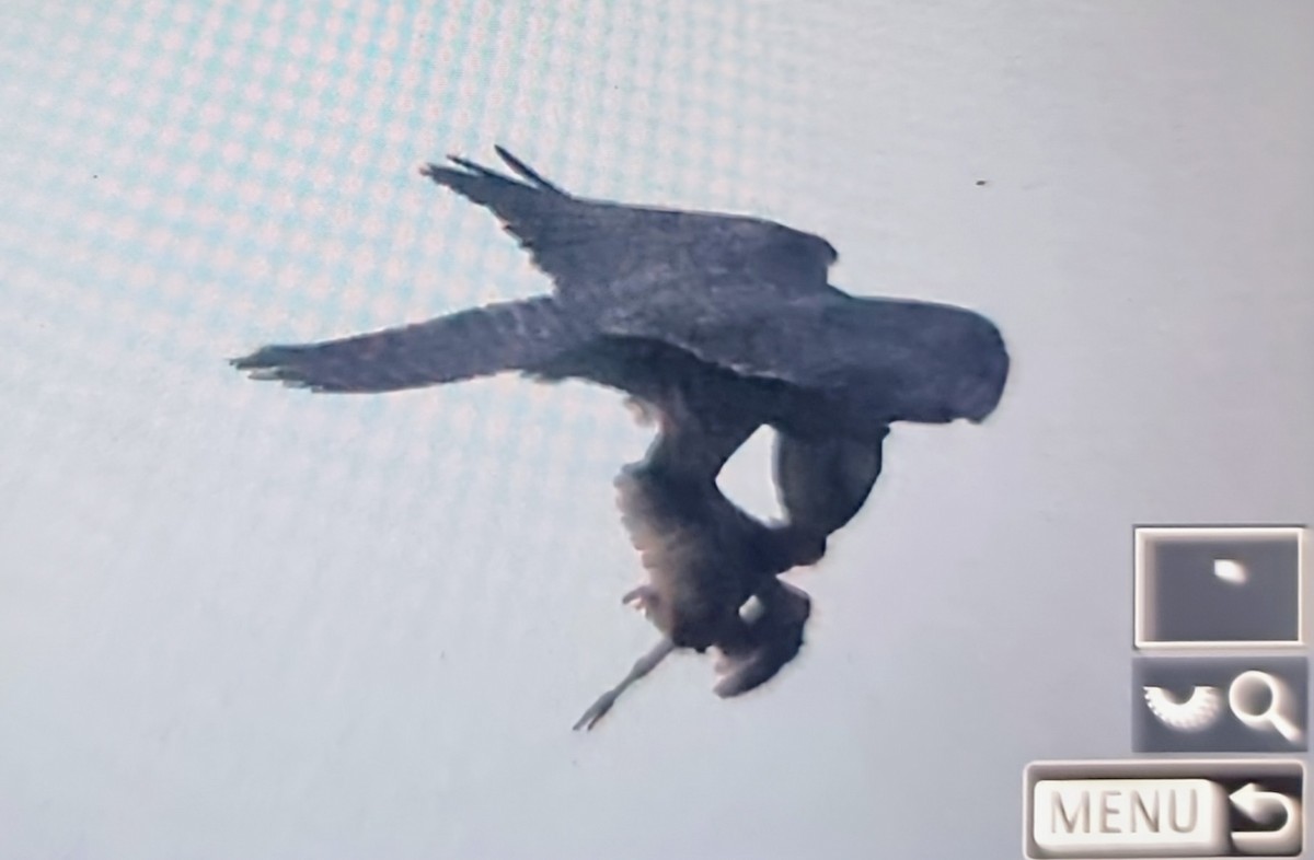 Lanner Falcon - ML644827657