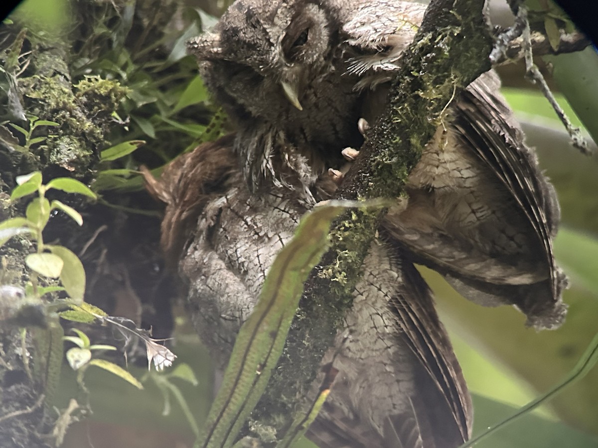 Tropical Screech-Owl - ML644827660