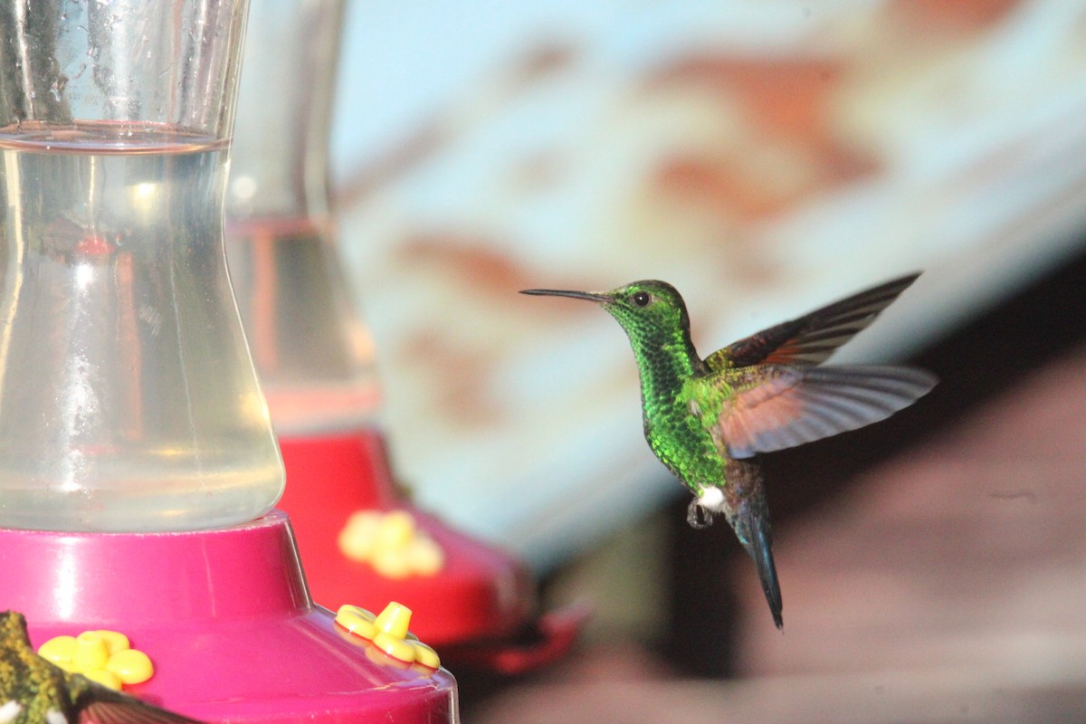Blue-tailed Hummingbird - ML644827672
