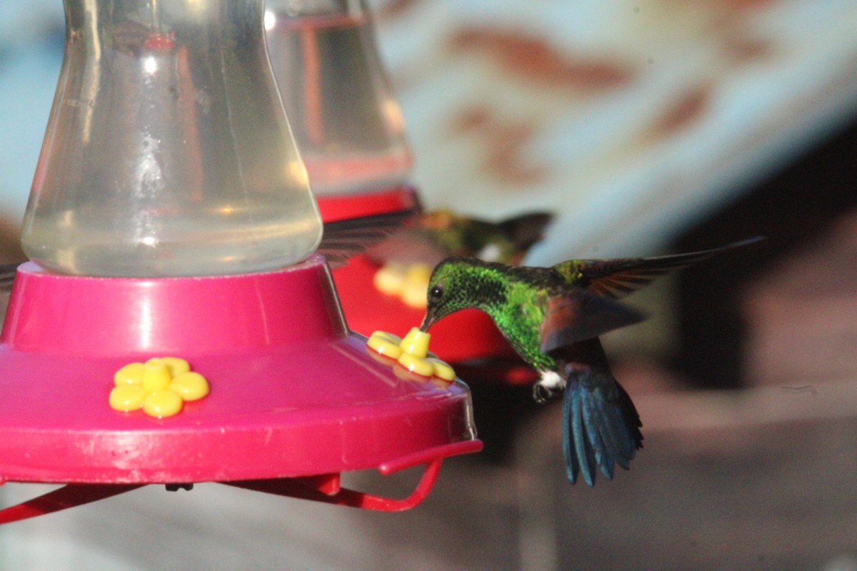 Blue-tailed Hummingbird - ML644827673