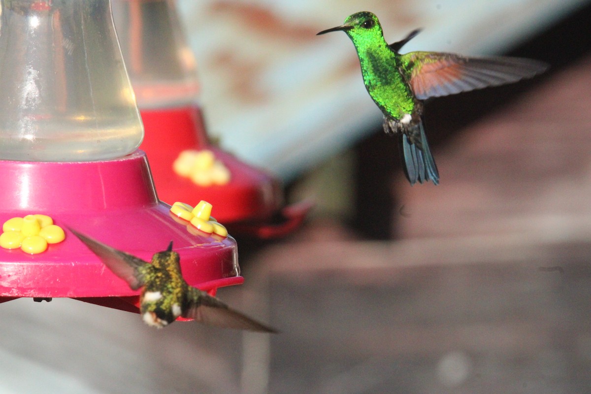 Blue-tailed Hummingbird - ML644827674