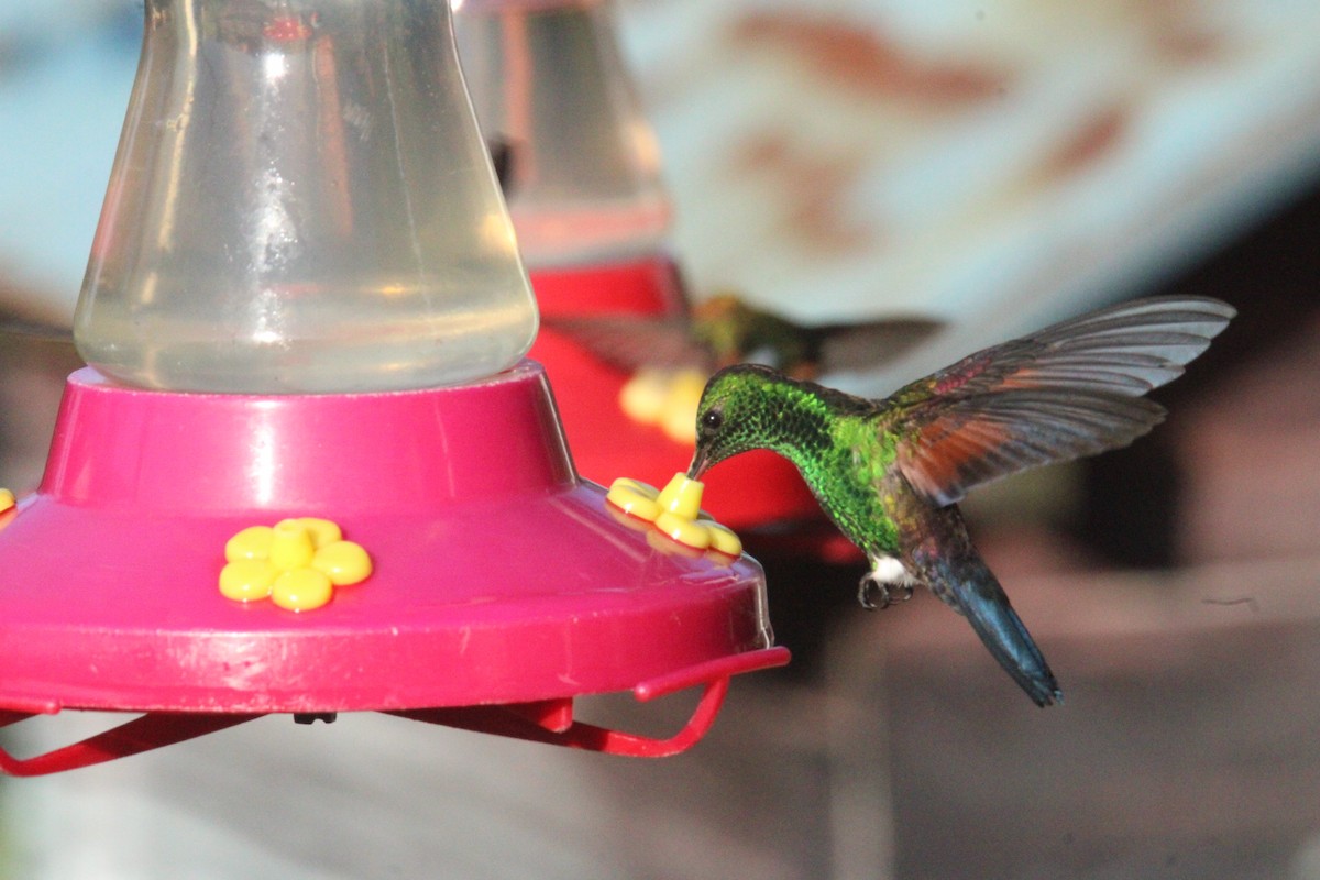 Blue-tailed Hummingbird - ML644827675
