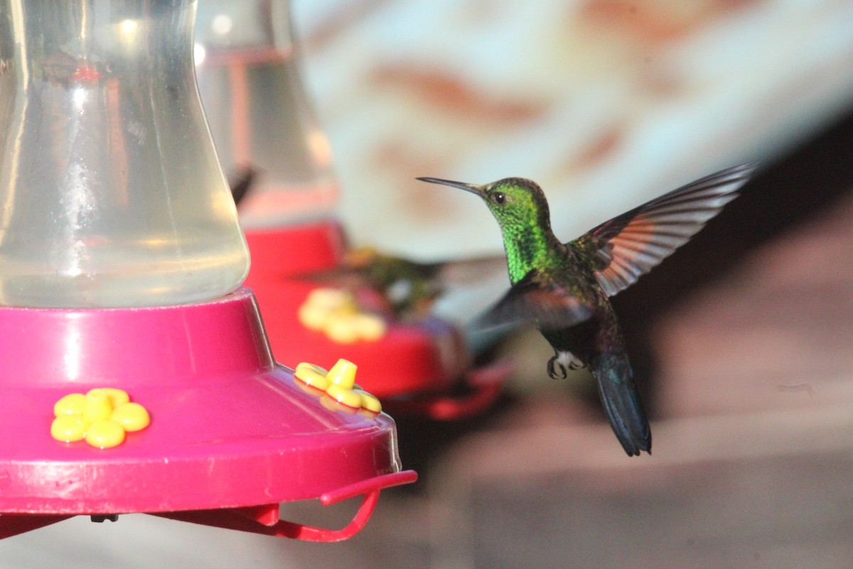 Blue-tailed Hummingbird - ML644827676