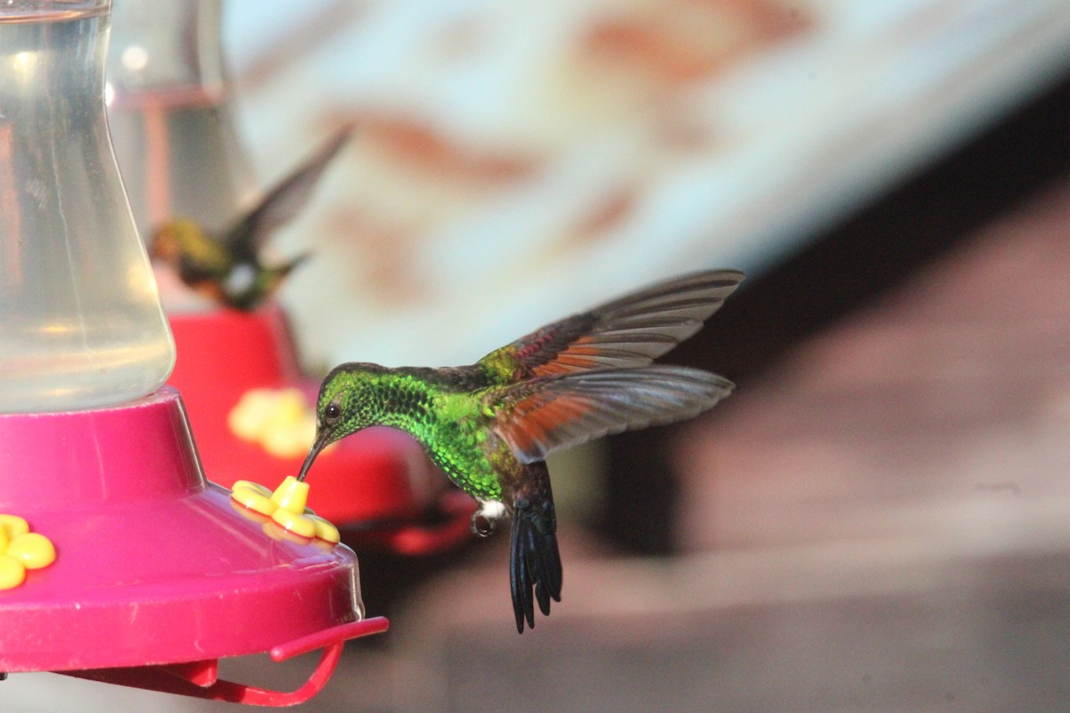 Blue-tailed Hummingbird - ML644827677