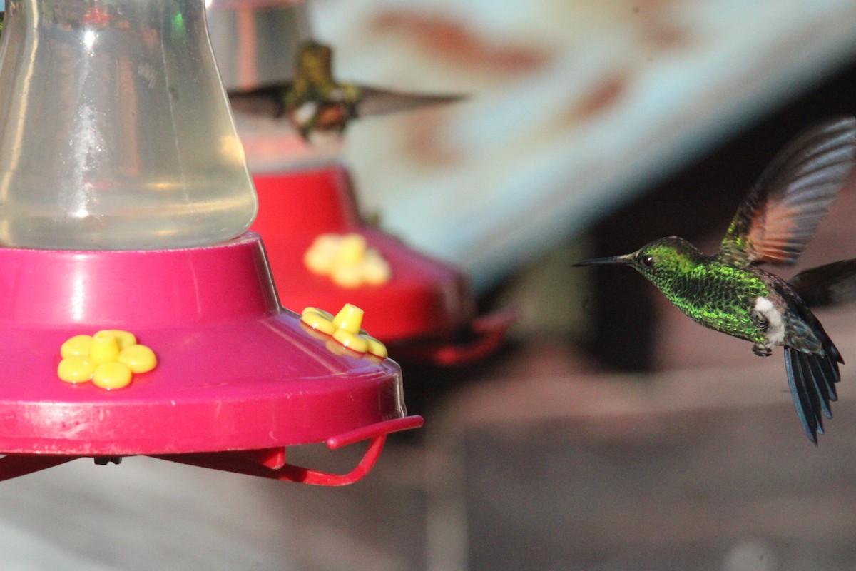 Blue-tailed Hummingbird - ML644827678