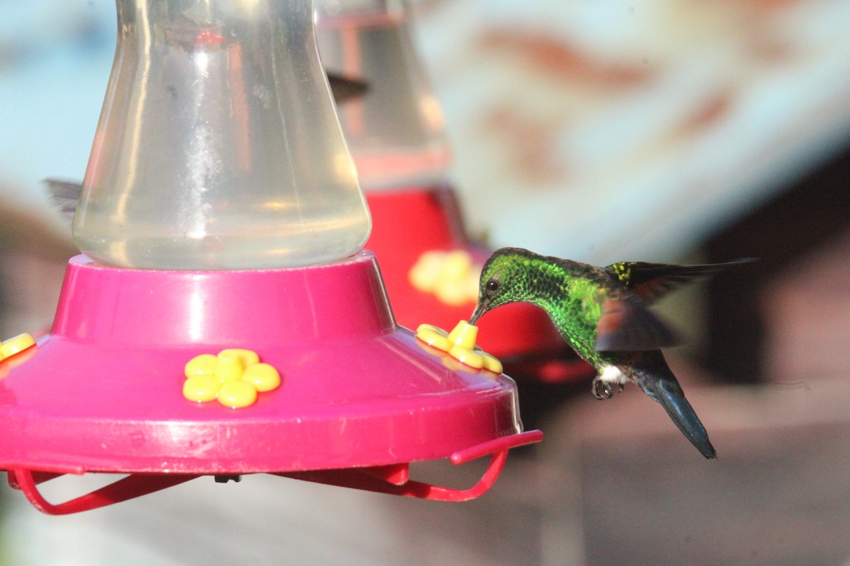 Blue-tailed Hummingbird - ML644827679
