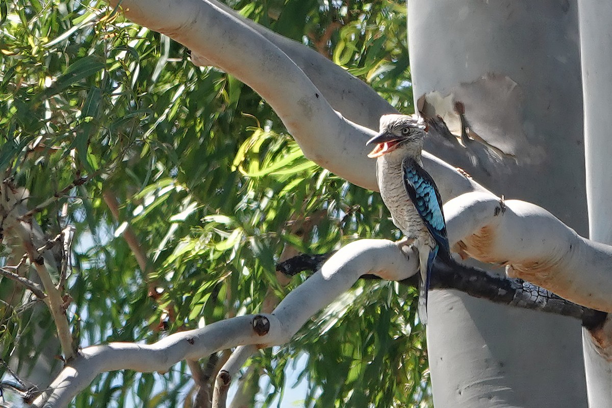 Blue-winged Kookaburra - ML644827702