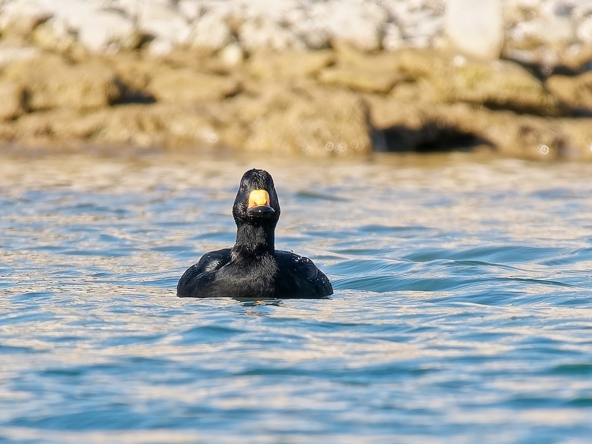 amerikasvartand - ML644827705