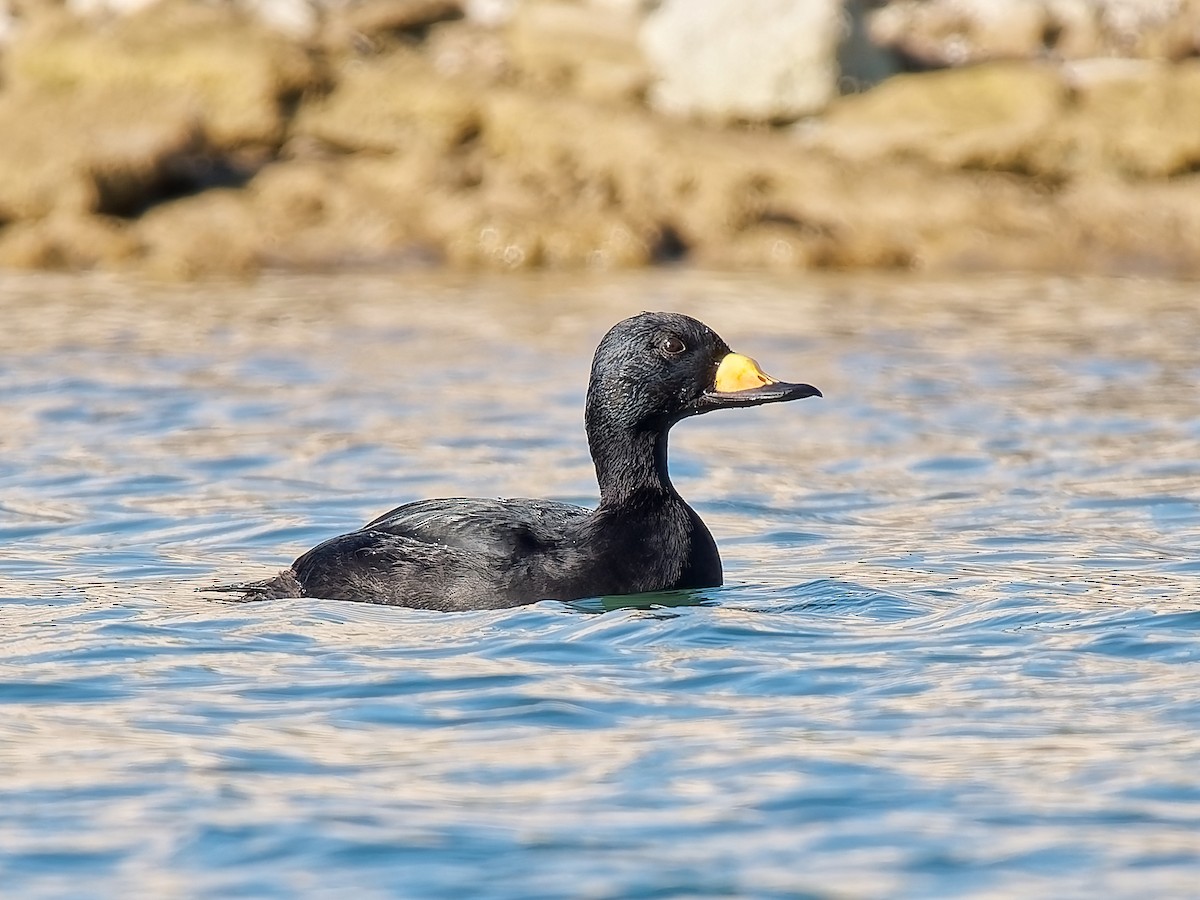 amerikasvartand - ML644827707