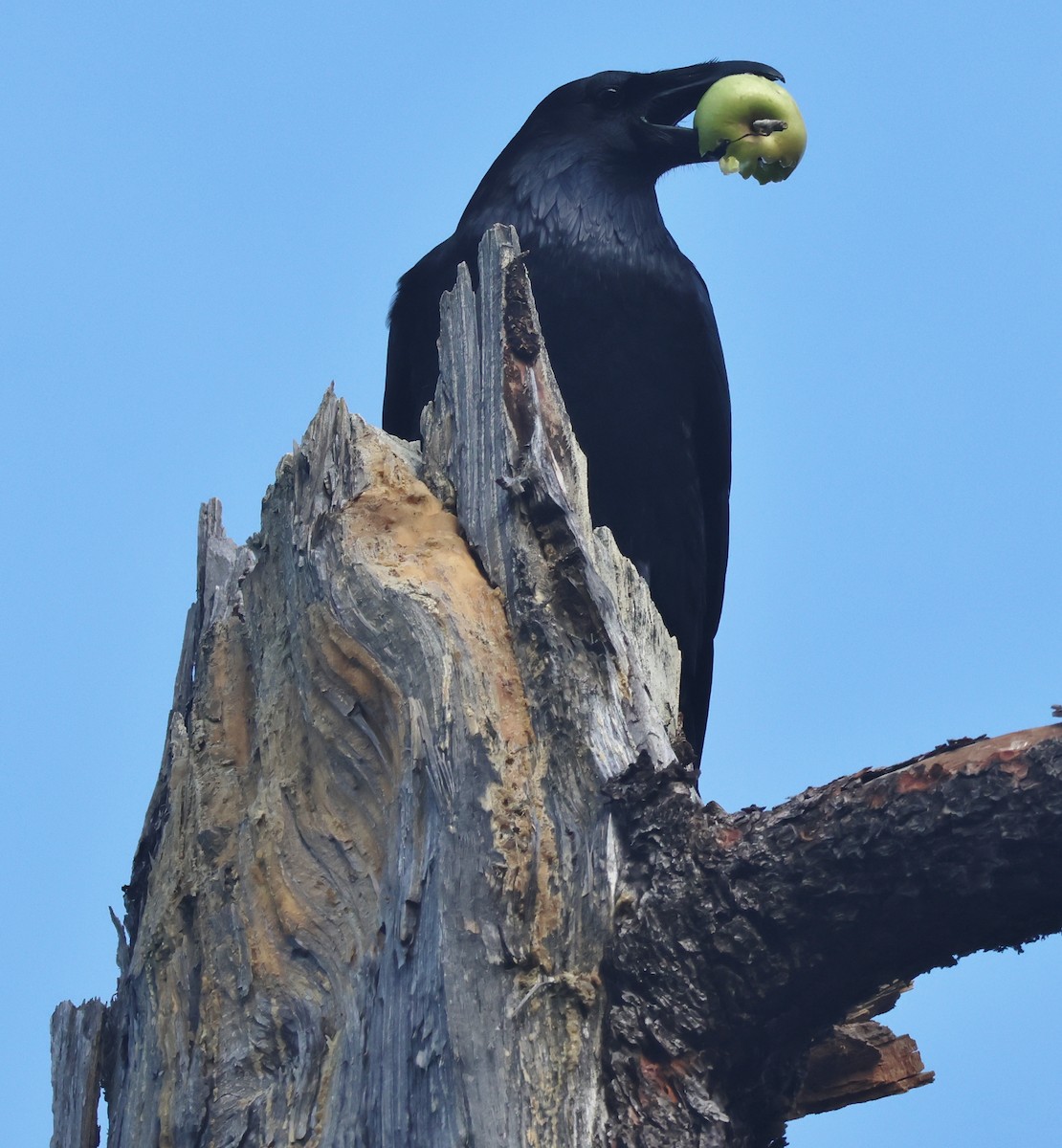 Grand Corbeau - ML644827714