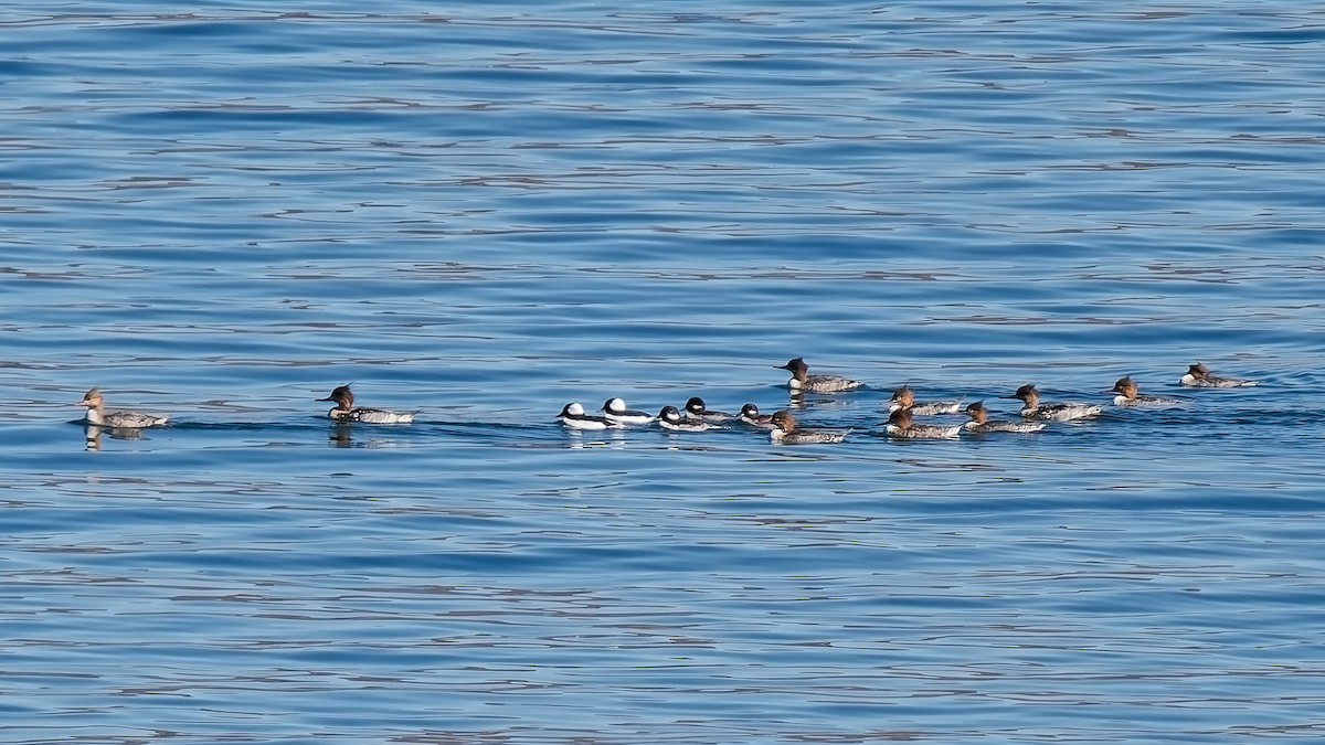 Red-breasted Merganser - ML644827730